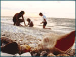 Manasota Key Shelling